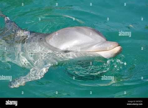 Dolphin Smiling Close Up In Water Stock Photo Alamy