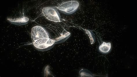 Bioluminescent Organisms Britannica