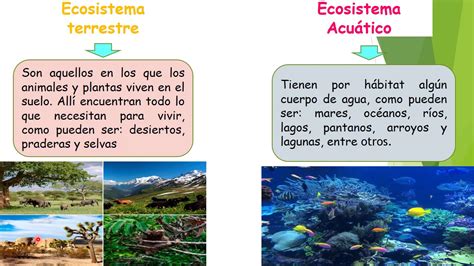 Ecosistema Acu Tico Y Terrestre Qu Es Y Diferencias Vlr Eng Br