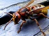 Is A Wasp An Insect Pictures