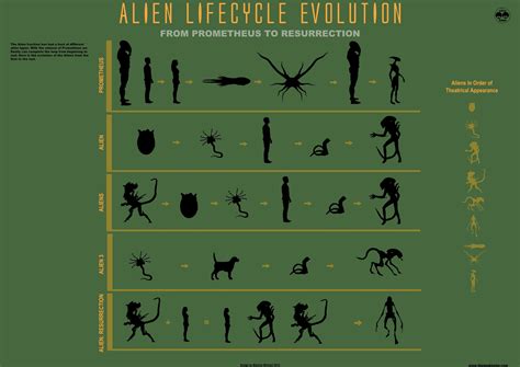 Alien Lifecycle Evolution Xenomorph