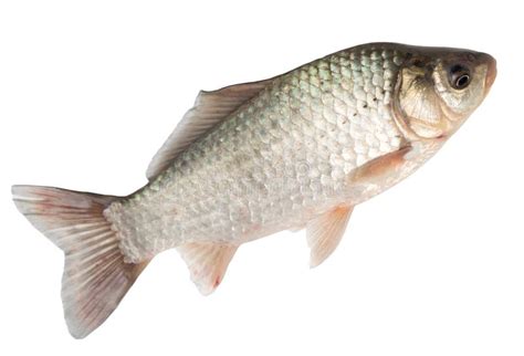 Fish On A White Background Stock Photo Image Of Fresh 89667456