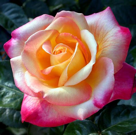 Love And Peace Rose Hybrid Tea Rose — Mainaam Garden