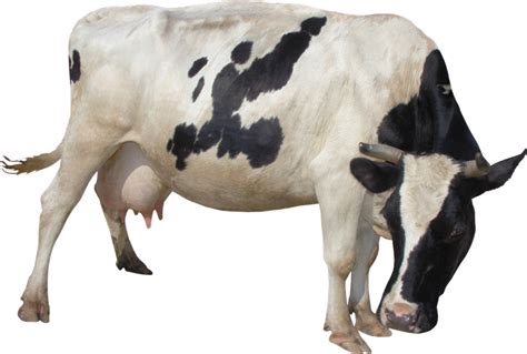Cow Png Transparent Image Download Size 800x539px