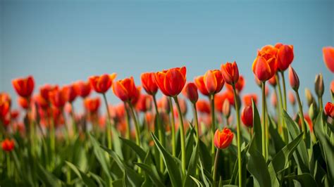 Download Wallpaper 1366x768 Tulip Flowers Flowerbed