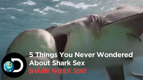 Things You Never Wondered About Shark Sex Shark Week Youtube