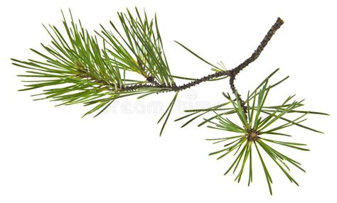 Tree Branch Pine Isolated On White Background Stock Photo Image Of