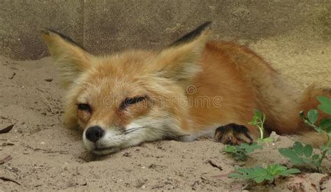 Red Fox Sleeping Stock Image Image Of Florida Relaxing 93800981