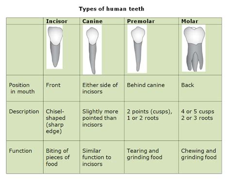 # 53 Human teeth and dental decay | Biology Notes for IGCSE 2014