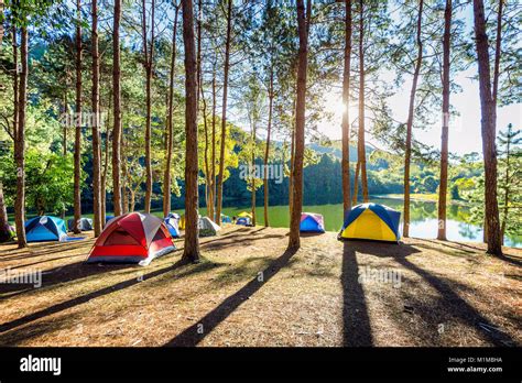 Camping Tents Under Pine Trees With Sunlight At Pang Ung Lake Mae Hong