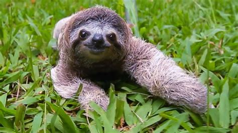 The Popularity Of Sloth An Inside Edition Report Sloth Of The Day
