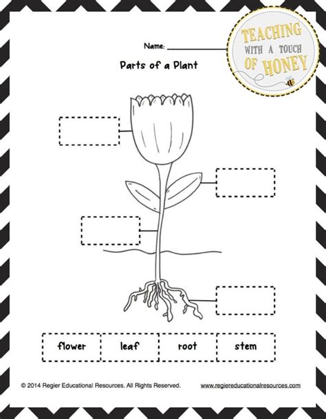 Label The Plant Tiered Templates Freebie Plants Worksheets Kindergarten Worksheets