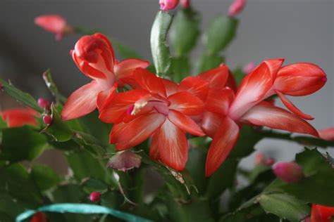 Si te gusta esta planta y sientes curiosidad por cómo cuidarla para tener una en casa otros aspectos a tener en cuenta cuando hay que ubicar y cuidar un cactus navideño son la temperatura y la humedad. Cactus Navideño: Guía Completa - apareco.com.gt