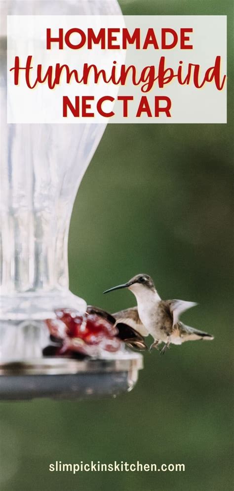 Hummingbird Food And Nectar Recipe