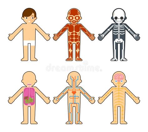 Sistema Do Corpo Do Menino Crianças Cartaz De Anatomia Programas De