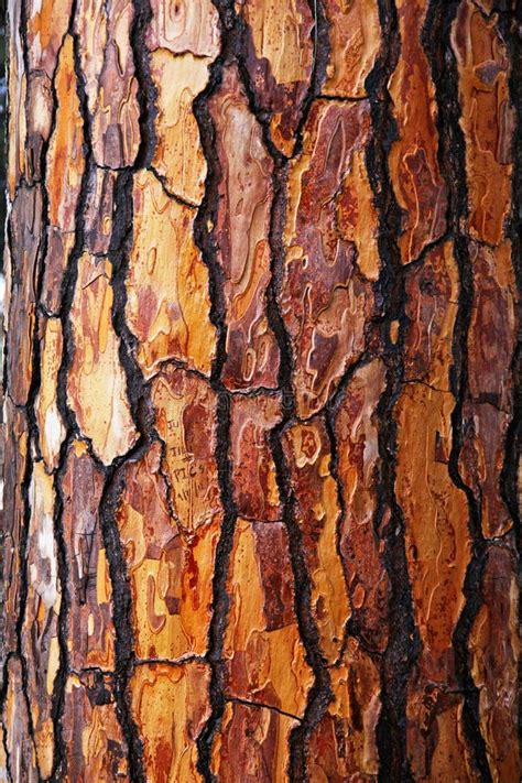Brown Bark Of Pine Tree Stock Photo Image Of Bark Pattern 32798456