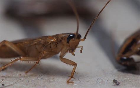 Blog German Cockroaches In Salt Lake City What Every Resident Should Know