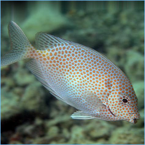 Gold Spotted Rabbitfish Or Gold Spotted Spinefoot Petes Aquariums And Fish