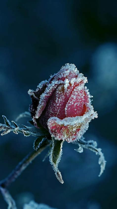 Frozen Rose Frost Hd Mobile Wallpaper Peakpx