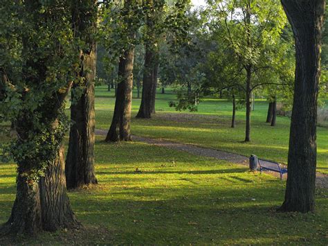 무료 이미지 경치 나무 잔디 목초지 햇빛 잎 녹색 목장 가을 공원 시즌 작은 숲 본관 삼림지 서식지