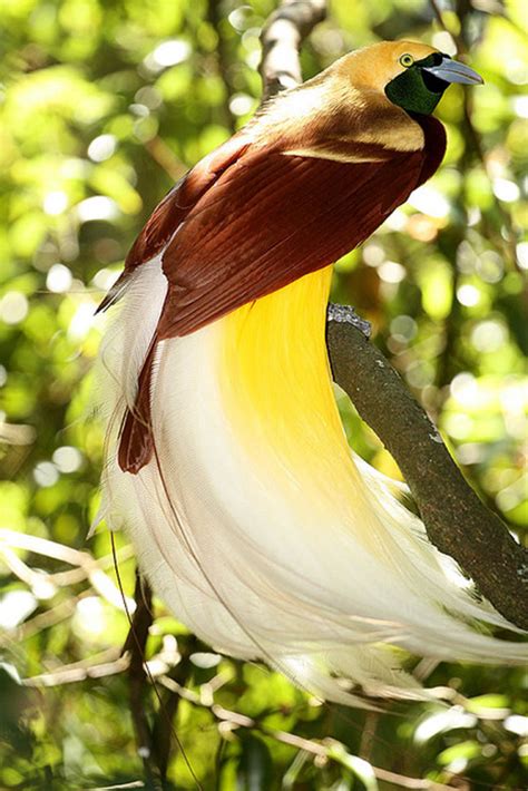 10 Amazingly Colourful Birds Of Paradise Owlcation