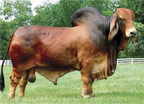 Red Bull Brahman Cattle Welcome To The Official Mckenney Farms