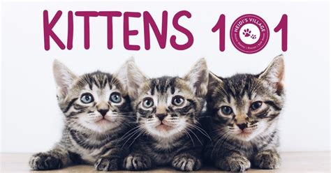 Kittens 101 Bookmans Entertainment Exchange