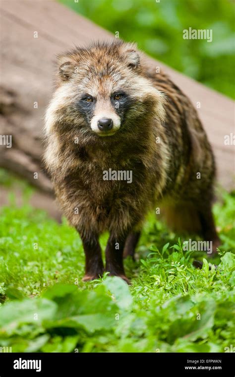 Raccoon Dog Nyctereutes Procyonoides Captive Lower Saxony Germany