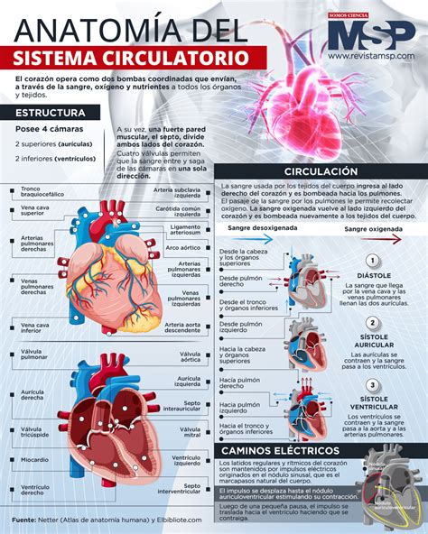 Anatom A Del Sistema Circulatorio Infograf A The Best Porn Website