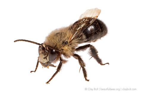 9 Extraordinary Facts About North Americas Native Bees Bee Native