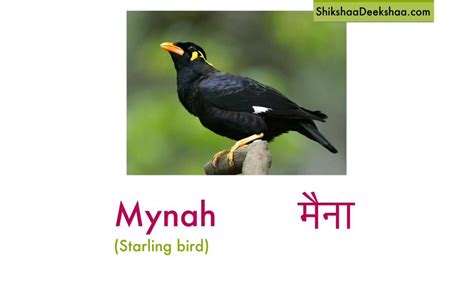 Learn Hindi Lesson 30 Names Of Birds Youtube