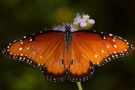 Top 10 Beautiful Butterflies Of The Usa