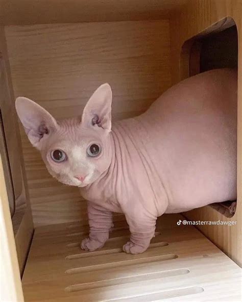 Fat Hairless Cats Rhairlessanimals