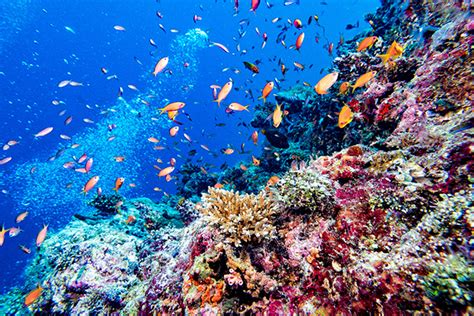Los Mejores Sitios De Buceo En Maldivas