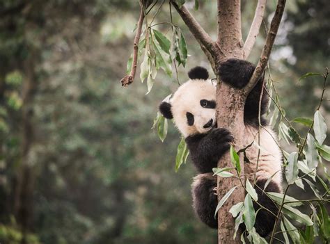 Panda Habitat Shrinking Becoming More Fragme Eurekalert