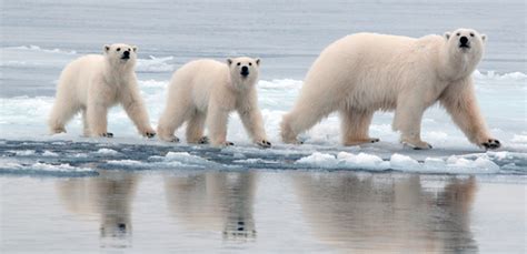 Polar Bear Genome Gives New Insight Into Adaptations To High Fat Diet