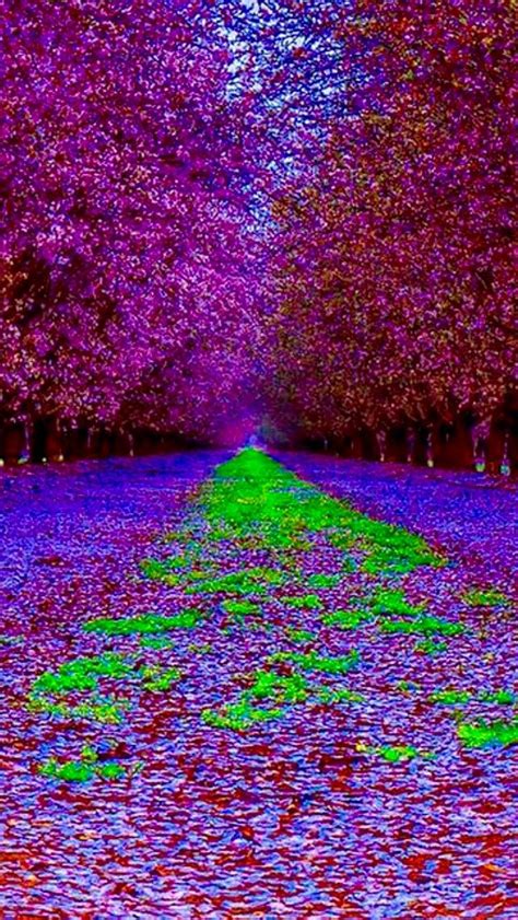 Take The Pink Path Source Beautiful Forest Forest Path Paths