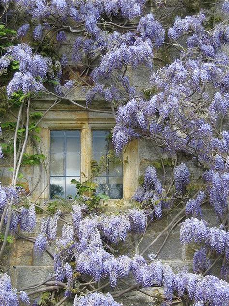 17 Best Images About Wisteria Lane On Pinterest Gardens Wisteria And