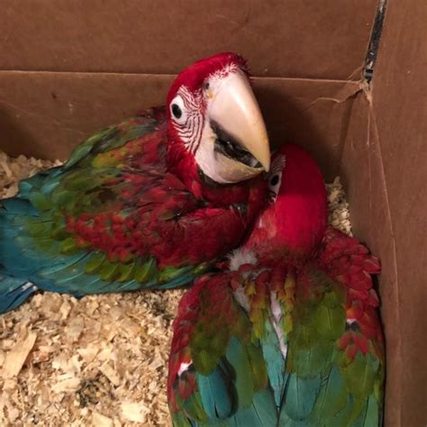 Scarlet Macaw Babies Best Bird Breeders Farm