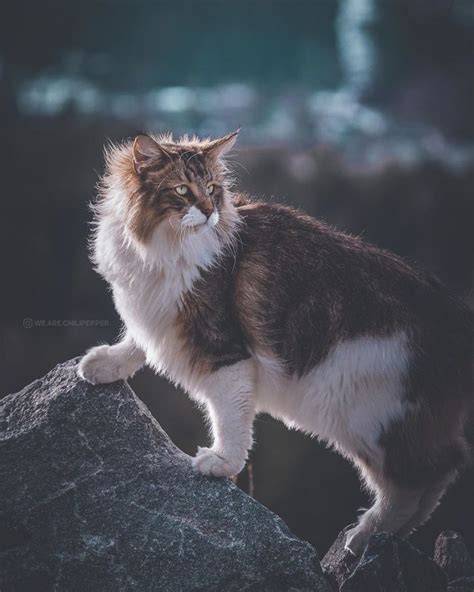 Owners Let Their Norwegian Forest Cat Roam Freely Outside And He Looks