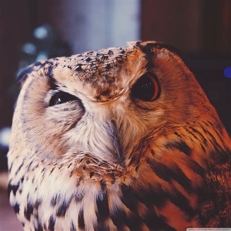 Maybe you would like to learn more about one of these? Owl Meme Ultra HD Desktop Background Wallpaper for 4K UHD ...