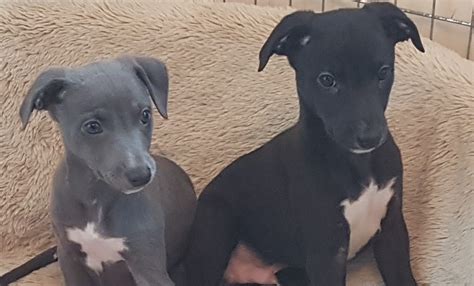 The beauceron is a calm, intelligent, obedient and fearless breed. Whippet Puppies For Sale | 🇬🇧 WHIPPETS FOR SALE UK 🇬🇧