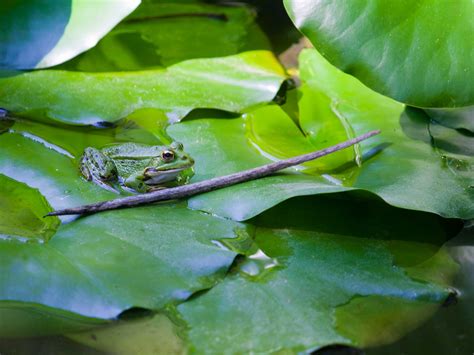 Frogs can naturally spawn on the player's island near or after the end of a rain shower. How to Make a Frog Home in the Garden: 6 Steps (with Pictures)
