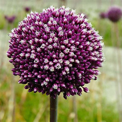 Allium Summer Drummer I Giardini Dell Indaco