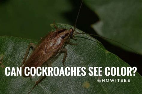 can cockroaches see color how do roaches see the world guide 2023