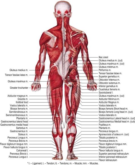Anterior muscles in the body. Muscles of human body lower extremity (Posterior view) [27 ...
