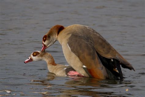 egyptian geese mating jeremy jeffery flickr