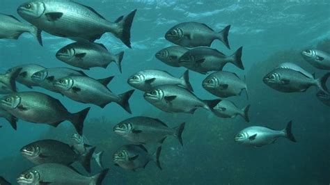Migration In Fishes Online Biology Notes