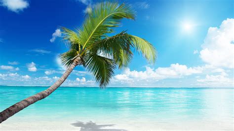 Palm Tree Beach Ultra Hd Desktop Background Wallpaper For
