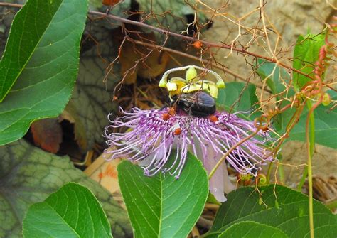 Passion Flowers And Bees Thriftyfun